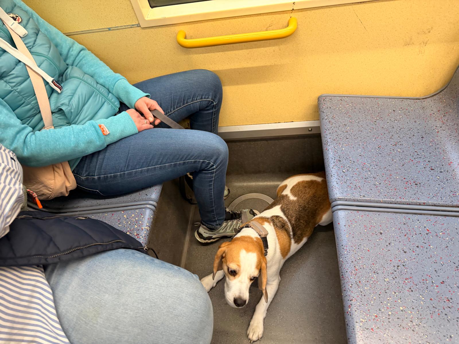 Hundetraining im städtischen Umfeld in Leverkusen