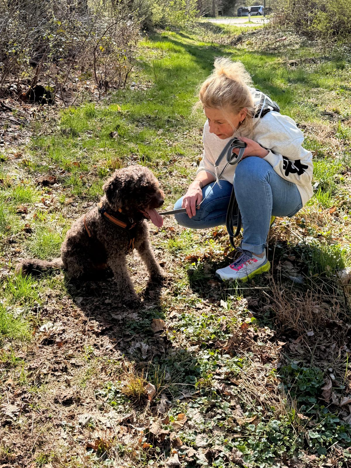 Junghund-Training im Königsforst: Hund in der Pubertät übt Aufmerksamkeit im Wald